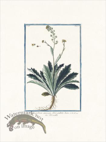 Bonelli 310 Buckler mustard